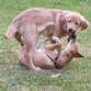 Allie jugando con su amiguita dulcinea!!!!
Acá tenía 4 mesecitos, recién podía salir a la calle.